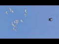 Сокол Сапсан атакует голубей! Falcon Peregrinus Attack pigeons!