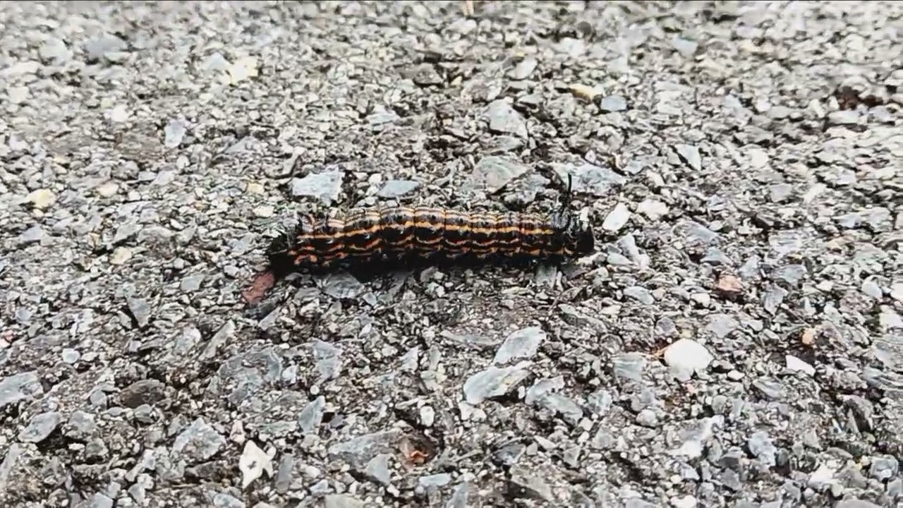 20240816 Oakworm Moth Caterpillar