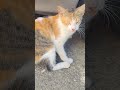 una intrusa robando leche #ayudaanimal #amorfelino #gatos