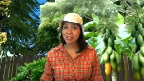 Bird Guide - Virginia Birds Field Guide Review