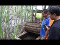 Keren ! 10 Tahun Memanfaatkan Kotoran Sapi untuk Biogas dari Kandang Sapi Pak Kalis Magetan
