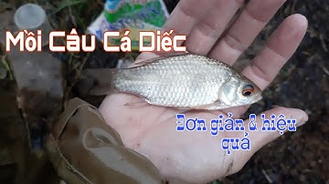 Chia sẻ mồi câu cá Diếc đơn giản hiệu quả,  đập tự nhiên