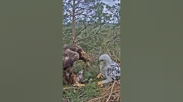 P#137- Review mother birds brings food to feed her babies in the nest, baby birds life #birdslover