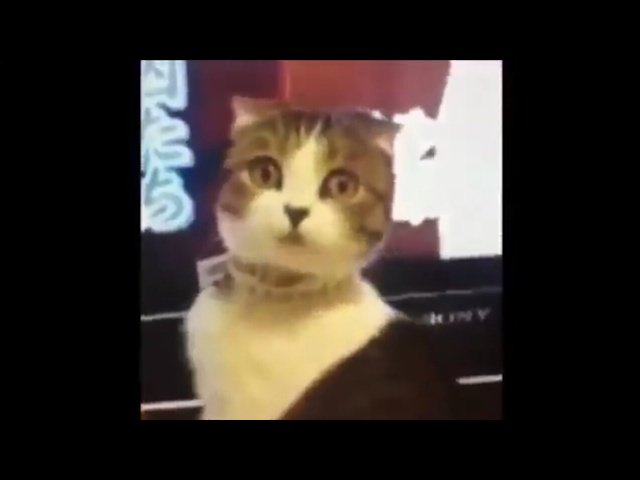 Gatos engraçados tente não rir video de gatos #gatosfalando #gatinhose