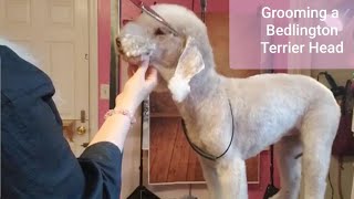 Grooming a Bedlington Terrier Head Tutorial