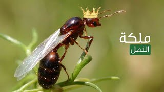 #حقائق_علمية قد تسمع بها أول مرة عن النمل وملكات النمل