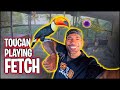 PLAYING FETCH WITH MY TOUCAN | THE REAL TARZANN
