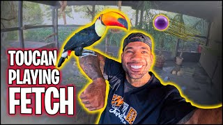 PLAYING FETCH WITH MY TOUCAN | THE REAL TARZANN