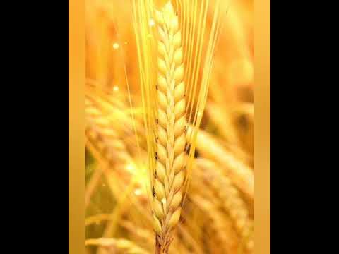 Поле пшеницы. Зернышко роняет колос золотой. Картина золотой колосок. Зернышко роняет колос золотой. Пшеница.