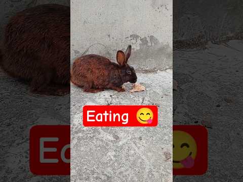 Rabbit Female Roti Kha Rhi Ha 🥰