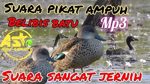 SUARA PIKAT 🔴 BURUNG BELIBIS BATU AMPUH COCOK UNTUK🔥 HUNTING