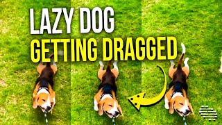 Lazy Beagle Getting Pulled Over the Grass While He Enjoys Every Second and Wags His Tail