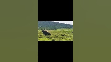 trận đấu đầy bất ngờ giữa trâu rừng và tê giác #animals #amazinganimals #wildlife #khámpháthiênnhiên