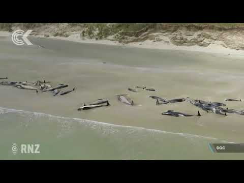 145 whales die after stranding on Stewart Island