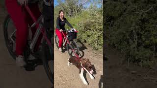 Dash-Er-The English Springer Spaniel