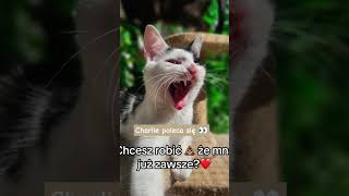 Oto ja, Charlie! #szukamdomu #adopcja