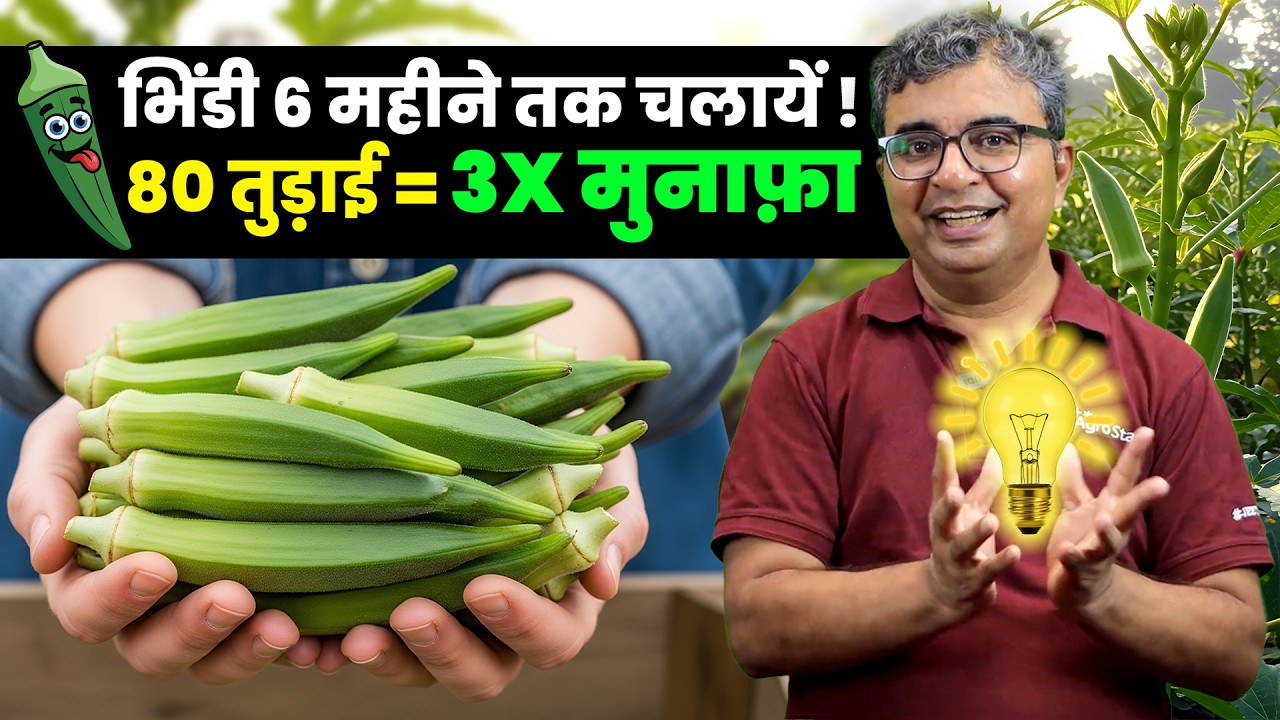 ✅ भिंडी की खेती का पूरा सीजनल गाइड | 🌿Okra Farming from Sowing to Harvest | AgroStar