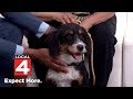 Pet of the Week: Meet Moose!