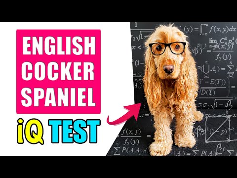 cocker spaniel intelligence