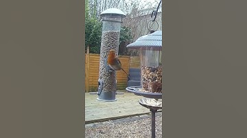 An adorable robin redbreast on the bird feeder, so cute #britishbirds #birds #birding #birdcam #uk