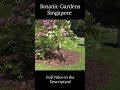 Singapore Botanic Gardens #shorts