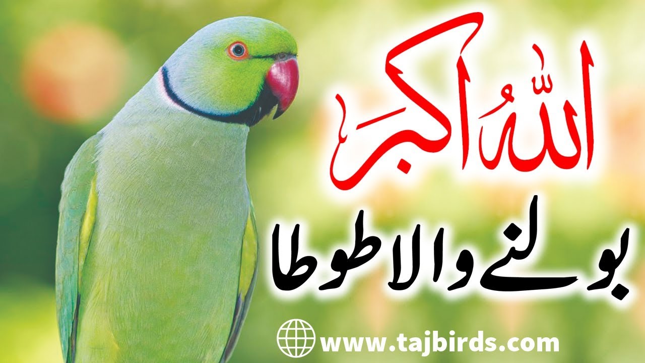 The Incredible Talking Indian Ringneck Parrot  Allah Ho Akbar 