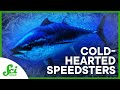 The speedy coldhearted tuna