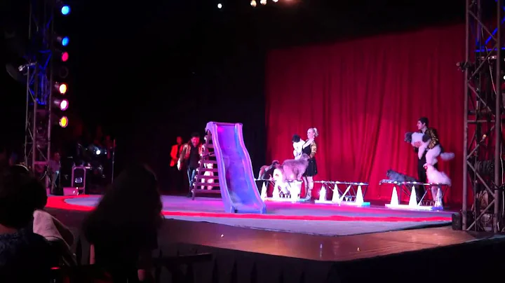 Funny dogs blooper in a circus