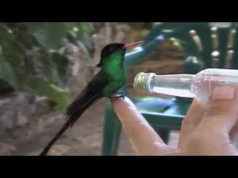 Doctor Bird "only" in Jamaica