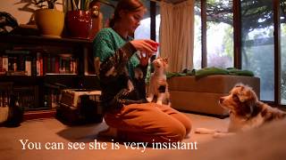 Teach your cat to not mug you/steal food from you - Cat training