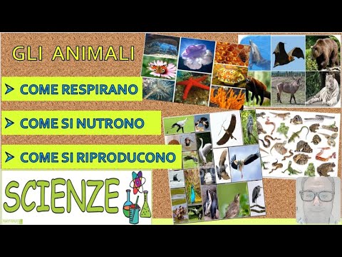 Video: Rondine: descrizione, nutrizione, riproduzione, habitat