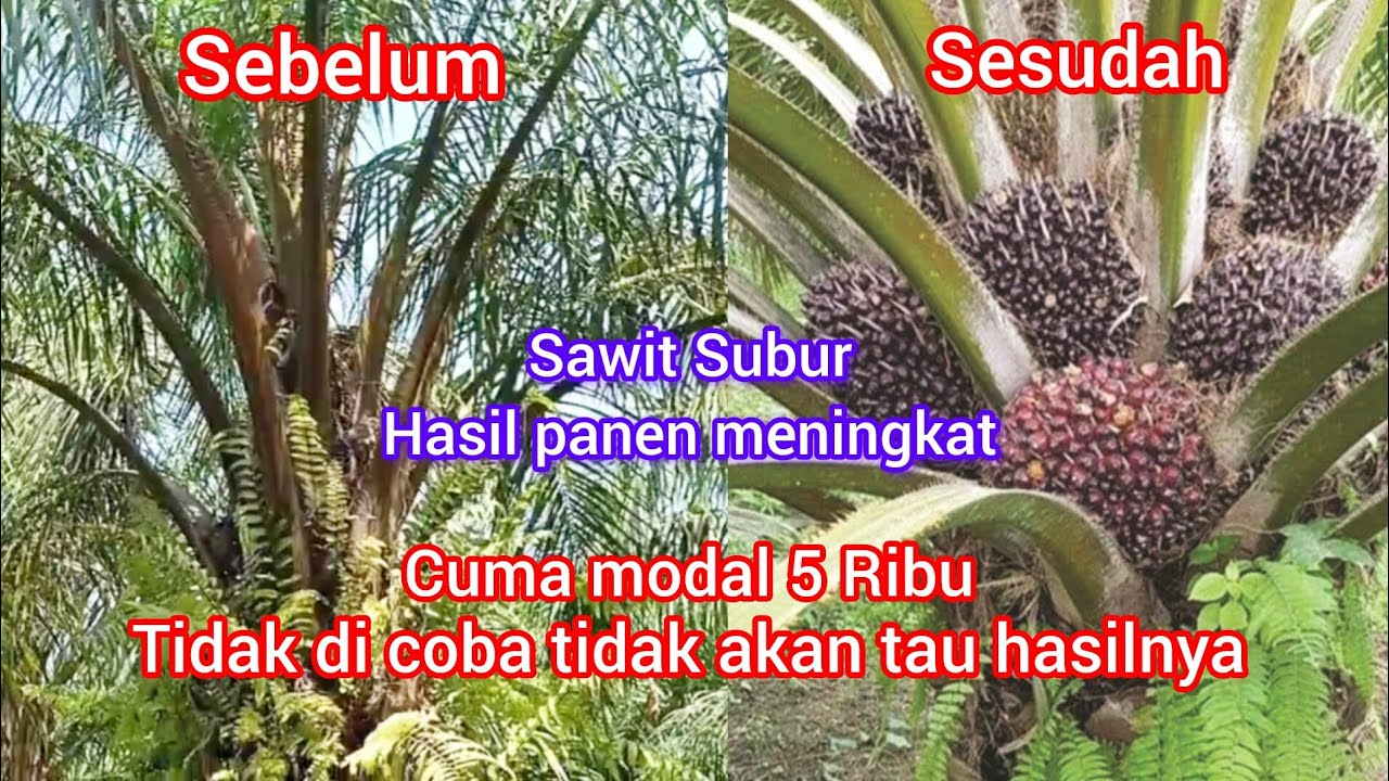 Cuma modal 5K cara menyuburkan dan meningkatkan hasil panen buah kelapa sawit