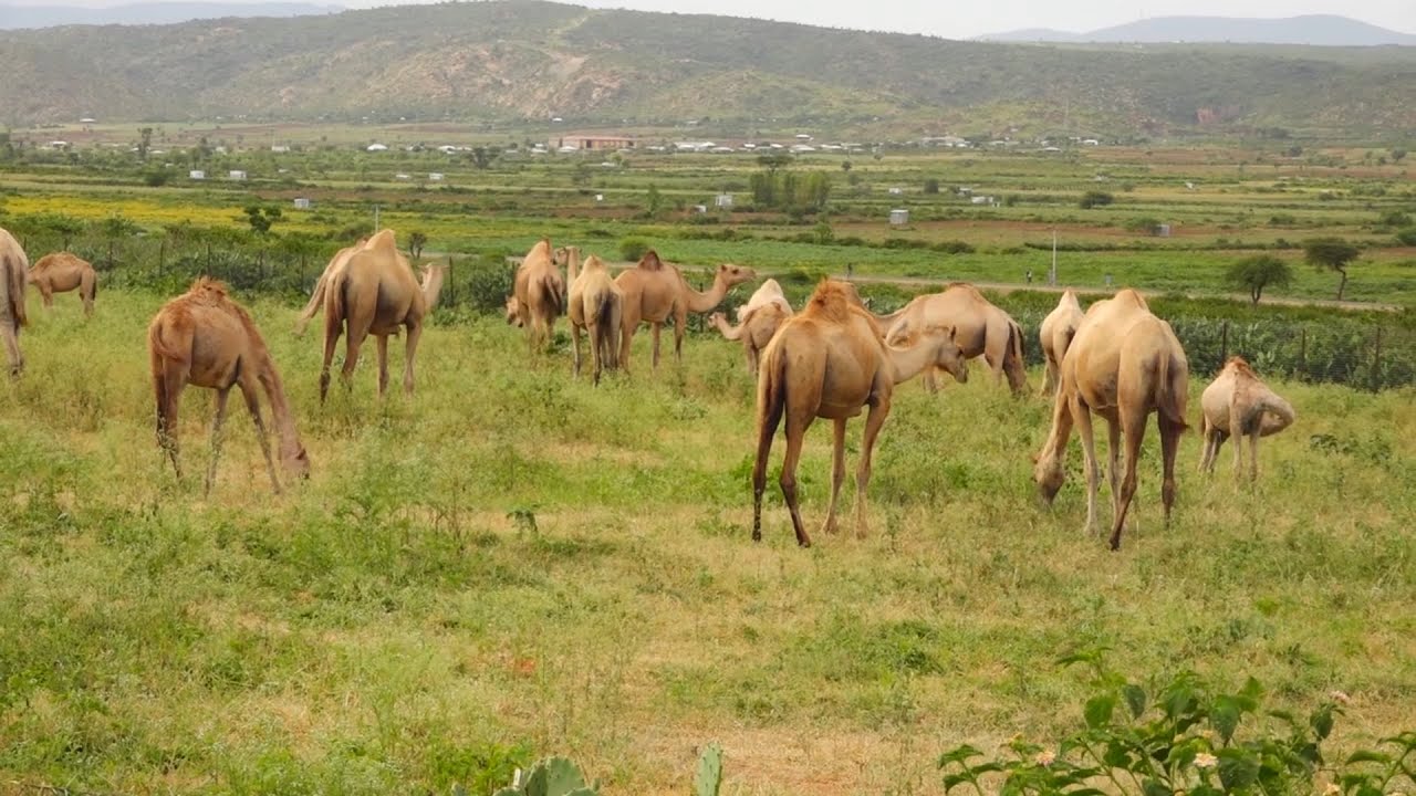 Warbixin: Geel Si Casriya Loogu Dhaqo Duleedka Magalada Dhagaxle Ee Jigjiga.