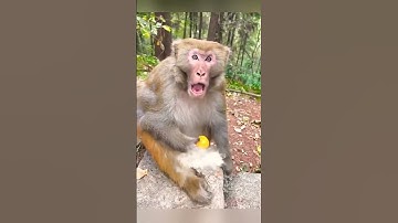 Monkey Funny Video #beautifullgoats #funny #funnypets #monkey #petvideos #comedy #funnyanimals #goat