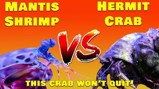The shocking battle: Mantis Shrimp vs Giant Hermit Crab