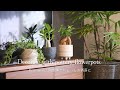 【観葉植物】SUB)どうせ飾るなら陶器鉢へ植え替えましょう【vlog】