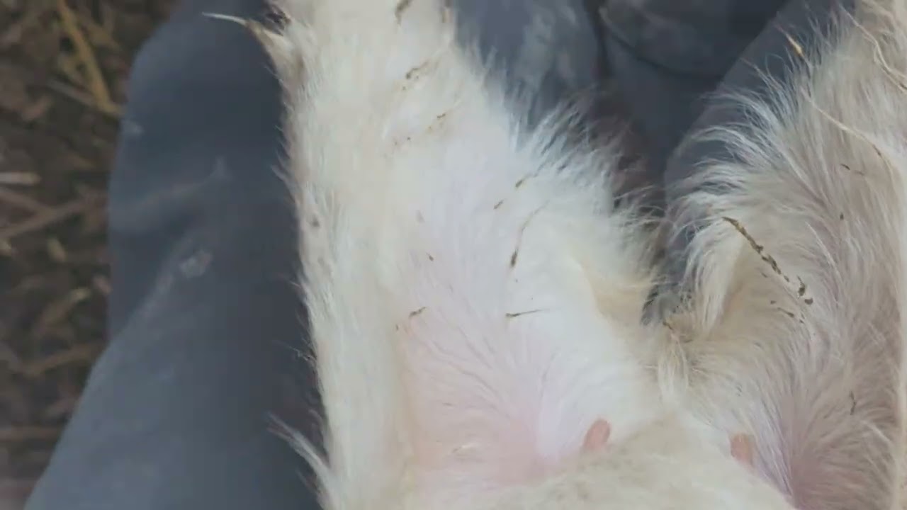 Adquisición de dos reproductoras para la ganadería. 