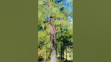 #الجمعه #تلاوة_خاشعة #راحة_نفسية #القرآن_الكريم #ماشاءالله #egzonibrahimi #quran #egzon #اكسبلور