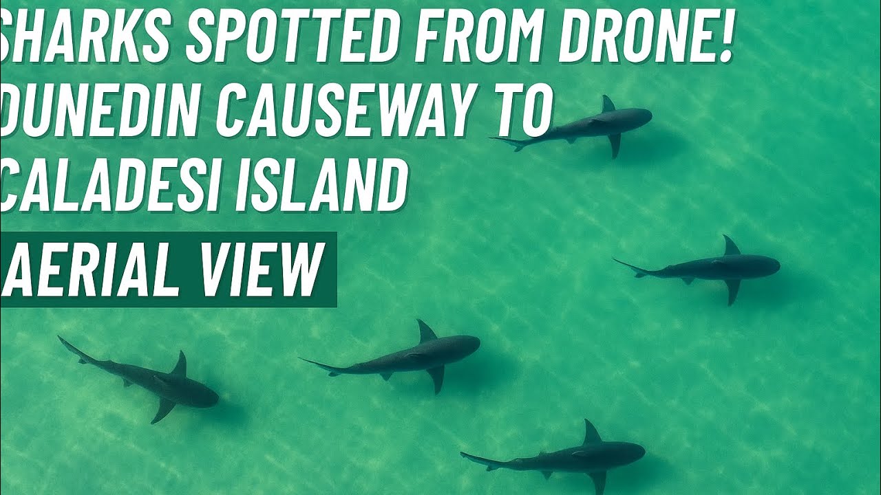 Sharks in Paradise: Drone Captures Predators Near Honeymoon & Caladesi ...