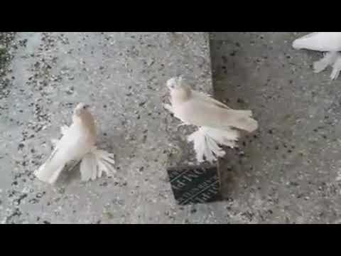اجمل طيور صفر زيراي