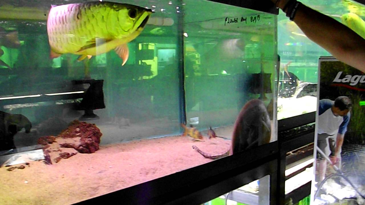 RIVERFRONT AQUARIUMS CALGARY YouTube