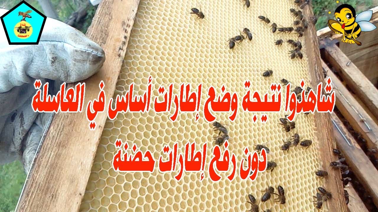 شاهذوا نتيجة وضع إطارات أساس في العاسلة دون رفع حضنة مغلقة