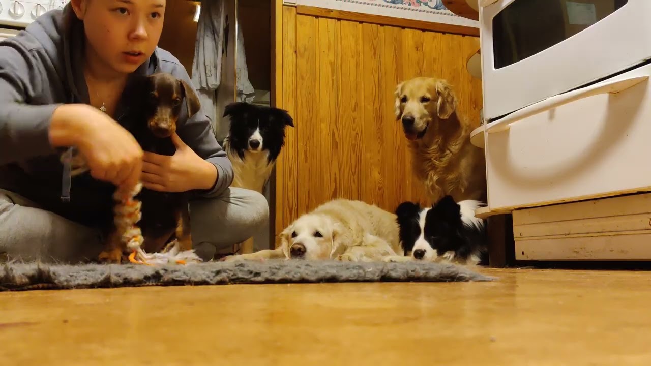 Karman vauva treeni 2020