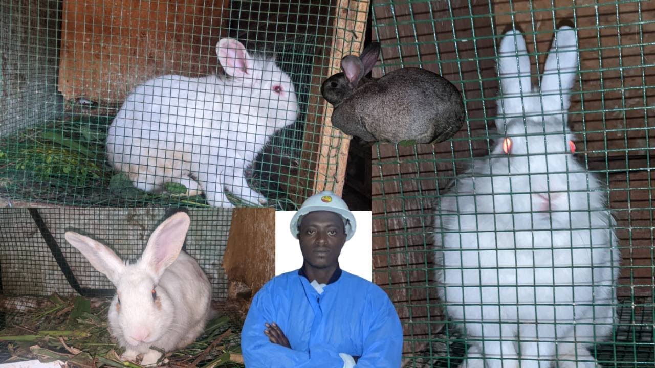 📛VIDEO:TANGIZA AMAFARANGA IBIHUMBI 100 UHINDUKE  UMUKIRE MU BWOROZI BW'INKWAVU