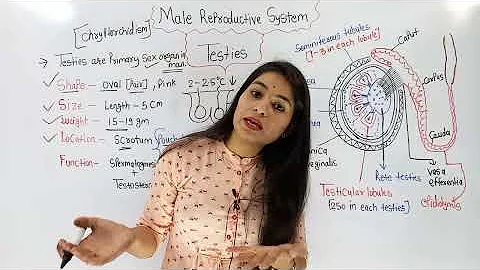 Male Reproductive System | नर जनन तंत्र | Male reproductive system Anatomy and physiology - DayDayNews