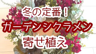 冬の定番！ガーデンシクラメンで作る簡単リース型【寄せ植え】初心者の方でも素敵に作れます