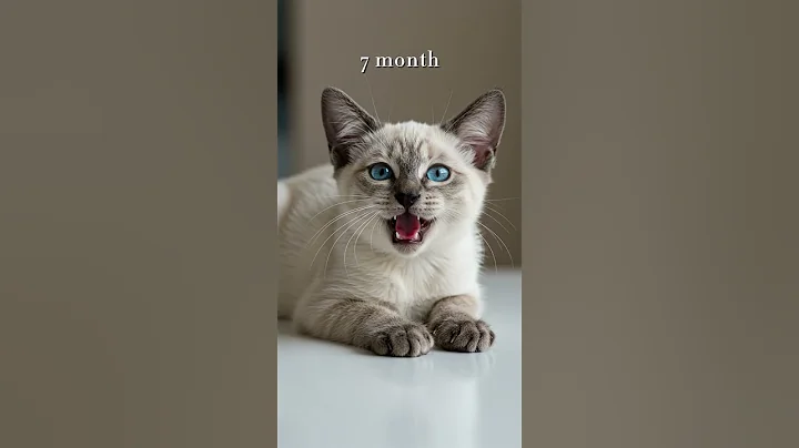 Video 10263061: siamese cat kitten, siamese cat babies, kitten cat love meowing, cats kittens meowing cute, tiny kitten cat, baby kittens growing, cat old