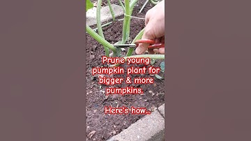 Garden tips 18 - Prune young pumpkin plant for bigger & more pumpkin #pumpkin #pruning #gardening