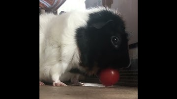 CRUNCHIEST  ASMR VIDEO I HAVE EVER SEEN FROM A GUINEA PIG