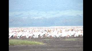 A Spectacle of Birds;  Lake Nakuru, Kenya